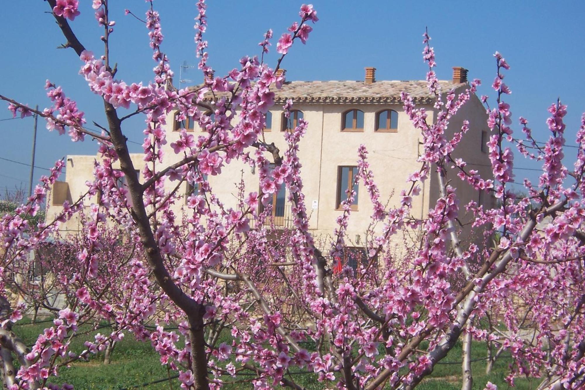 Mas Taniet Hotel Rural Benissanet Exterior photo